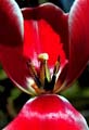 18_tulpan_5