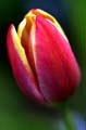 18_tulpan_7