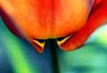 19_tulpon_28