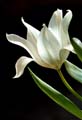 20_tulipan_4