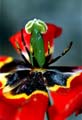 20_tulpan_2