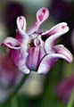 20_tulpan_5