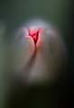 20_tulpan_7