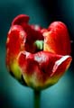 20_tulpan_8