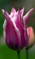 22_tulpan_103