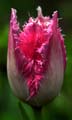 22_tulpan_104