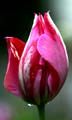 22_tulpan_105