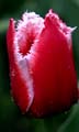 22_tulpan_106