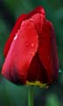 22_tulpan_107
