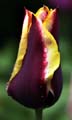 22_tulpan_108