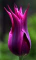 22_tulpan_109