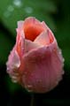 23_tulpan_111