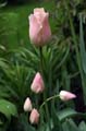 23_tulpan_114
