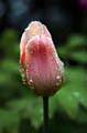 23_tulpan_115