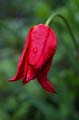 23_tulpan_116