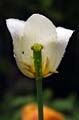 23_tulpan_117