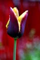 23_tulpan_118