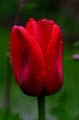 23_tulpan_120